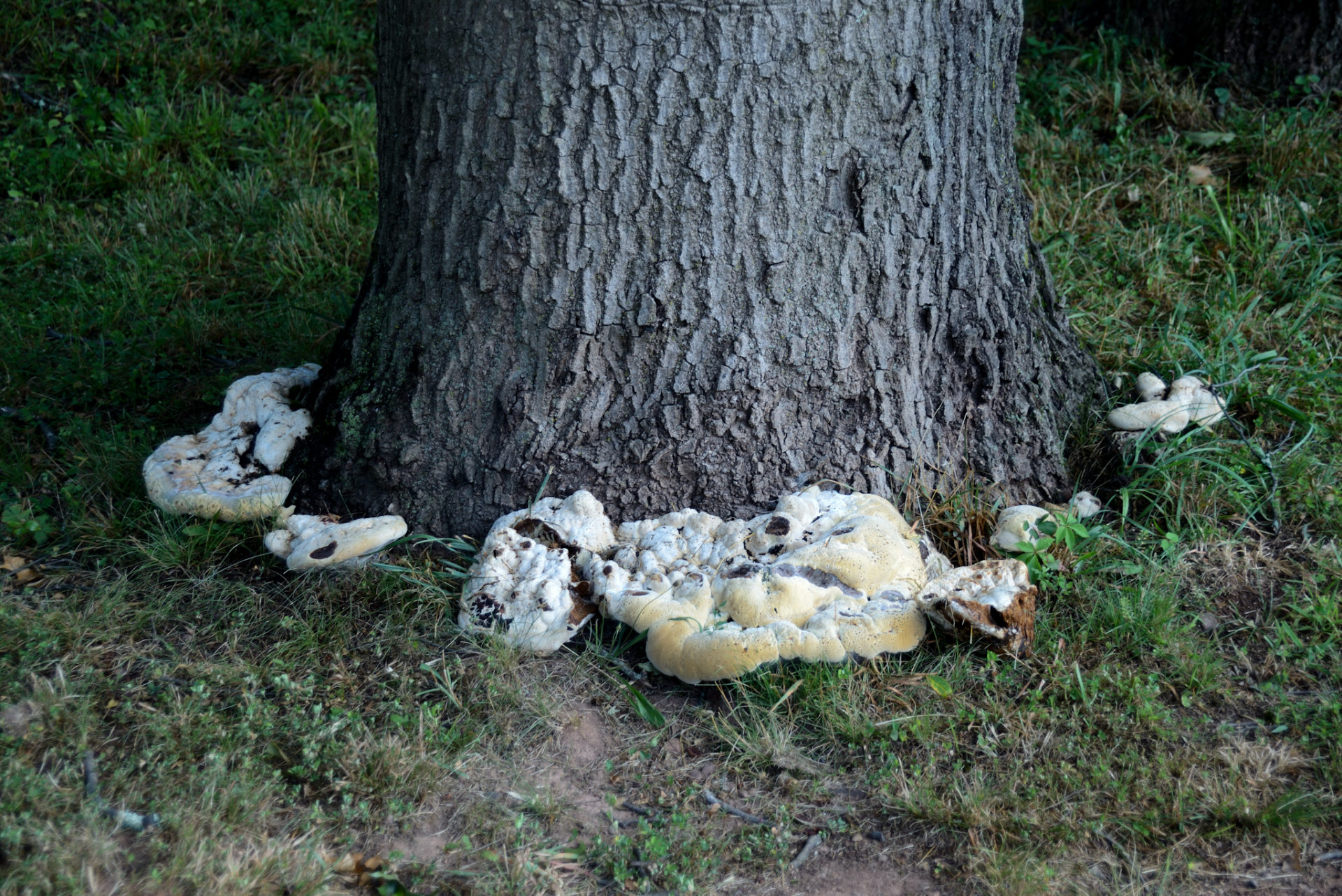 Champignon ressemblant à un champignon autour de la base d'un tronc d'arbre. © Sastry Karra