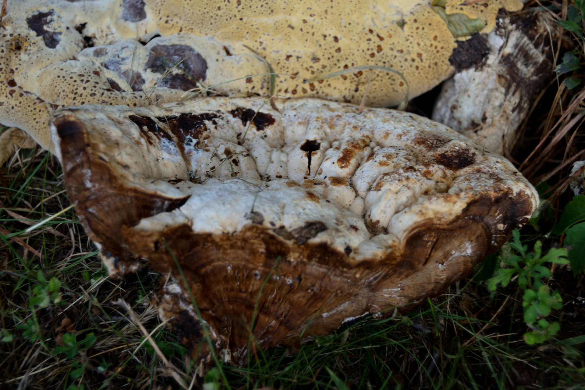 Gros plan d'un champignon ressemblant à un champignon qui est partiellement rompu révélant un intérieur fibreux. Ce champignon est non comestible à chair fibreuse. © Sastry Karra