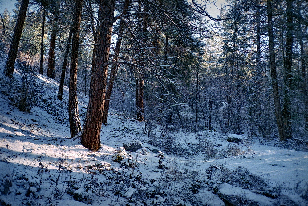 L’hiver dans les bois en couleur